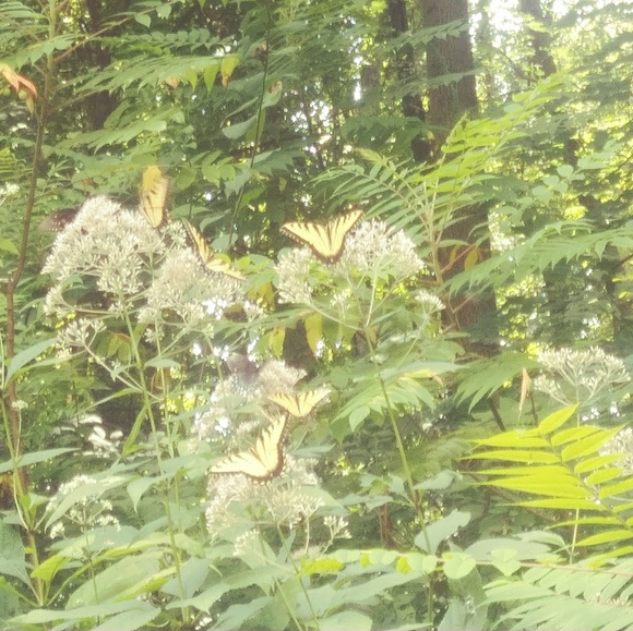 Meet your Posher, Jennifer - Picture 1 of 1